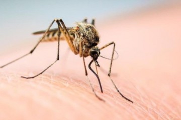 知否|让蚊子自相残杀？新技术让灭蚊从绝育开始