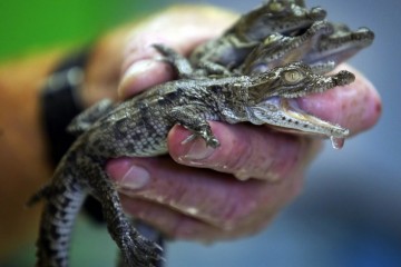 知否|鳄鱼受辐射变"怪物"？它们在核电站繁殖却安然无恙