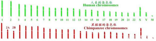 人类为什么曾经拥有尾巴,后来又没有了呢?