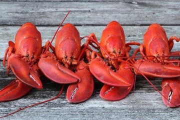 知否|龙虾煮熟后为何会变红？原来这才是它的本色