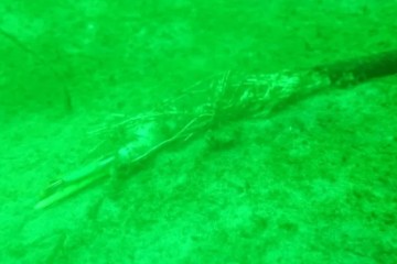 耗资数百万的水下观测站神秘消失线索寥寥显诡异