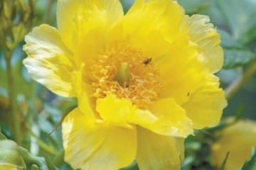 绿色家园我国近200个植物园保存了2万个物种