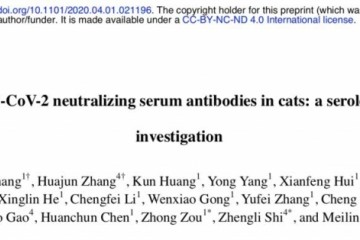 石正丽等人新研讨武汉的猫群感染了新冠病毒或许由人传达
