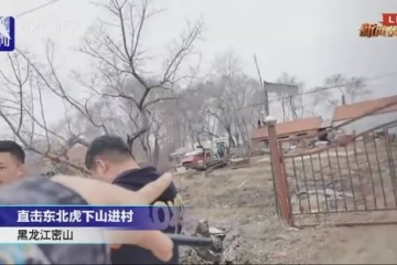 黑龙江进村东北虎还会被放归野外吗